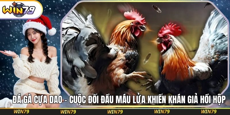 Đá Gà Cựa Dao – Cuộc Đối Đầu Máu Lửa Khiến Khán Giả Hồi Hộp