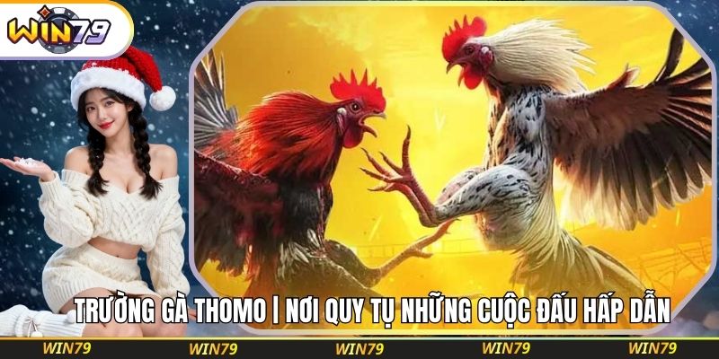 Trường Gà Thomo | Nơi Quy Tụ Những Cuộc Đấu Hấp Dẫn